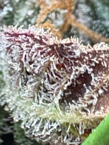 back to my roots.  — flower, day 59