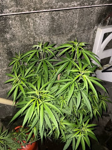 303 002 — vegetative, day 134