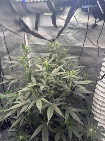 Key Lime Pie — flower, day 43