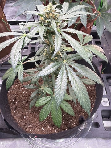 First Grow – Learning Every Day — flower, day 56