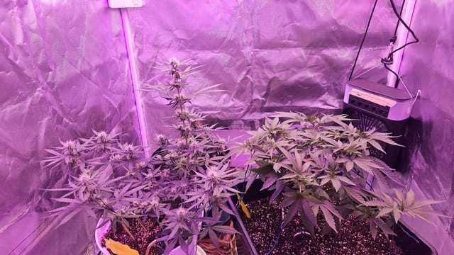 first grow adventure  — vegetative, day 51