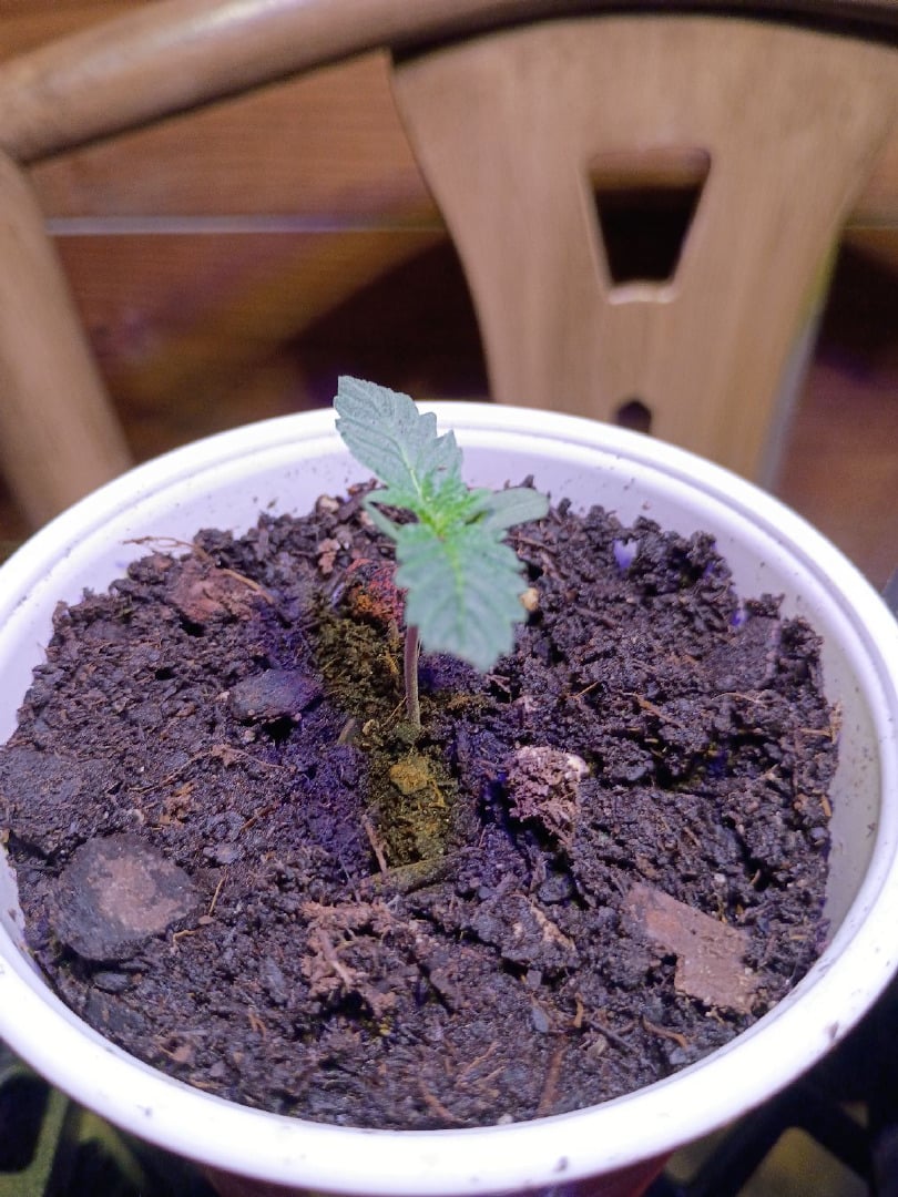 First Grow
