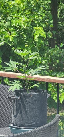 First clones (Dr nefario)  — vegetative, day 20