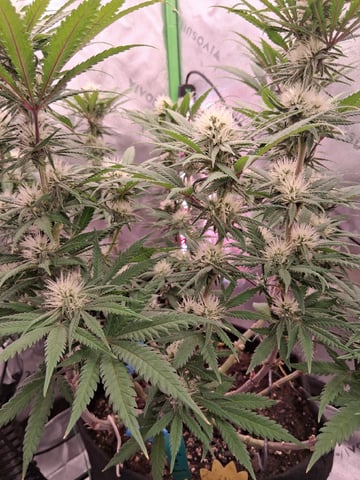 fruity pebbles, cap junky — flower, day 82