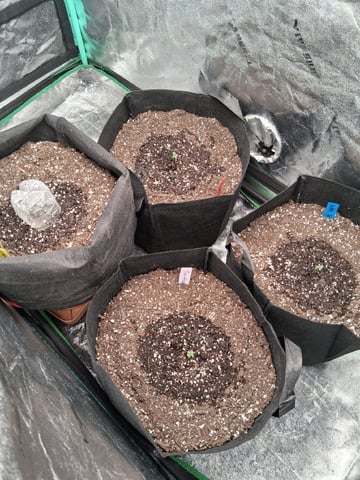 Lemon Cherry Cookies, Purple Haze and Strawberry Gorilla Grows — seedling_rooting, day 111