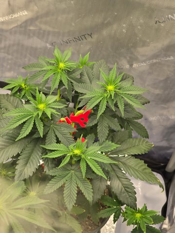 Homegrown - 🍒 🥧 & GSC Auto, 🚀 Seeds 🍌 Buttercups  — flower, day 43