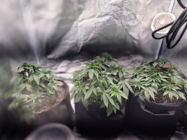 Mixed — grow_setup, day 1