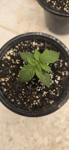 SGC & GWS — vegetative, day 14