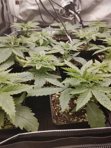 Unknown Seeds — seedling_rooting, day 21
