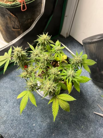 32oz Container Grow — auto, day 39