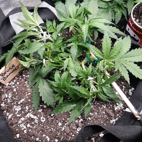 Next Attempt  — vegetative, day 29