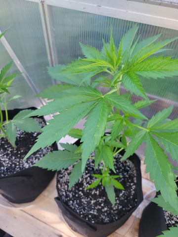 Watermelon Auto — vegetative, day 29