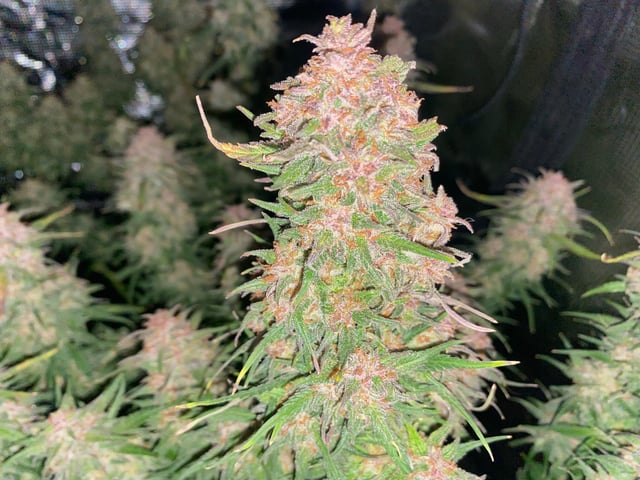 Auto Run #1 2025-2026 — flower, day 100