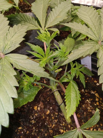 critical purple kush x peyote wifi  in the auto pot system tray 2 grow with added microhazian to the coco coir  — vegetative, day 27