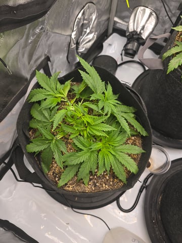 Purple Haze  — vegetative, day 18