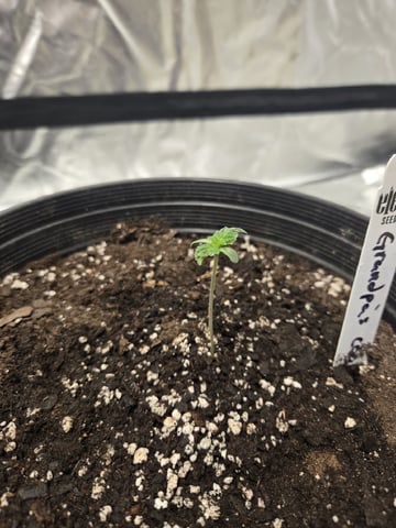 Grandpa Cookies, Black Cherry Soda And Lemon Trees — seedling_rooting, day 9