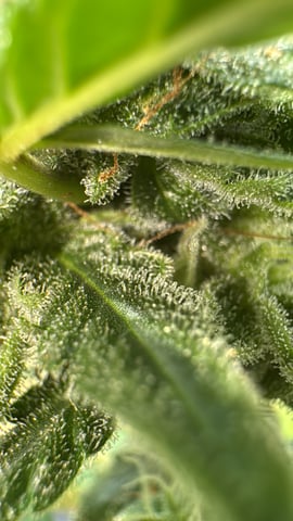 Quick One — flower, day 22