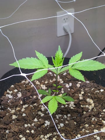Audrey III — vegetative, day 47