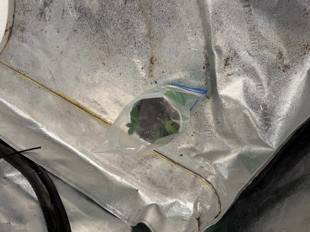  Apple fritter  Clones round two