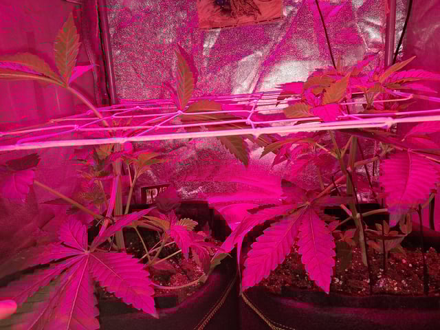 II — vegetative, day 23