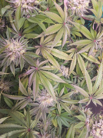 first grow — flower, day 108