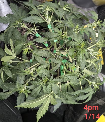 Perpetual Autoflower Mixed Grow #3 — germination, day 24