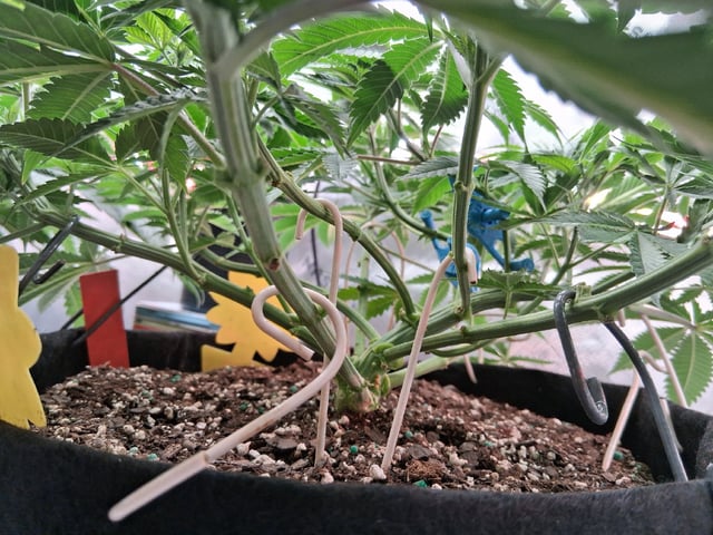 fruity pebbles, cap junky — flower, day 55