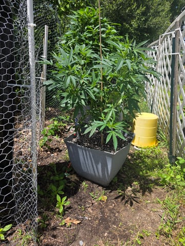 My First Plants — grow_setup, day 2