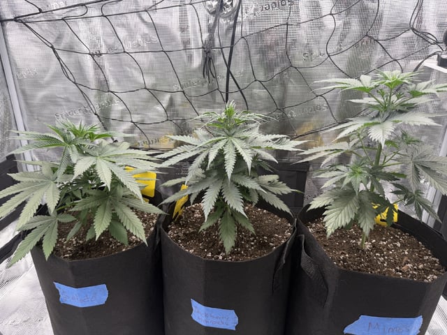 My First Grow — vegetative, day 32