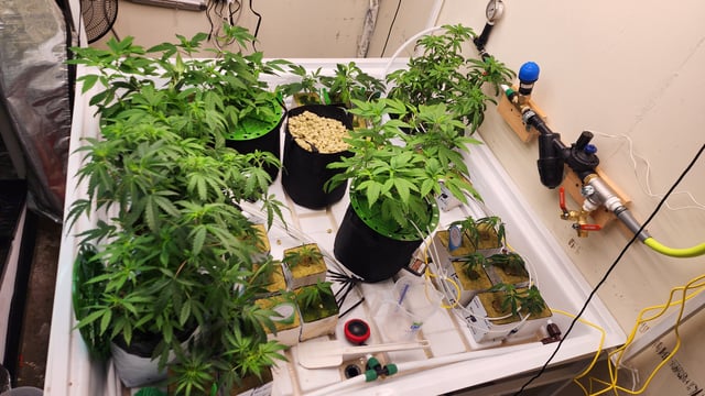 veg tent adventures! — vegetative, day 7