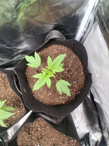 First Indoor Grow  — vegetative, day 20