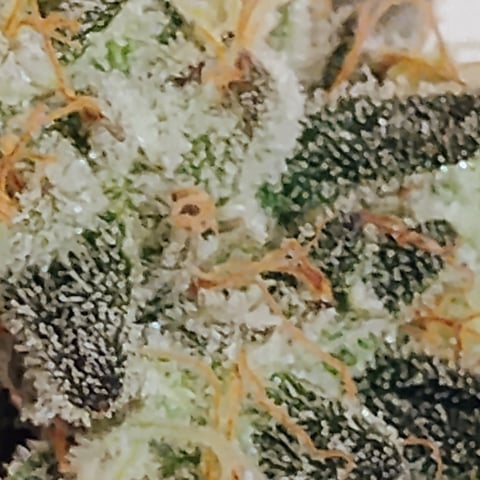 Started from clone 5/20 (Blood Diamond OG)  — harvest, day 35