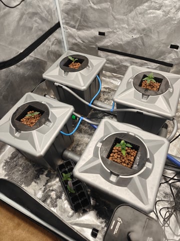 indoor grow 1 — vegetative, day 19