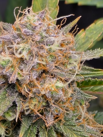 Pull my finger and Mowie Wowie — grow_setup, day 97