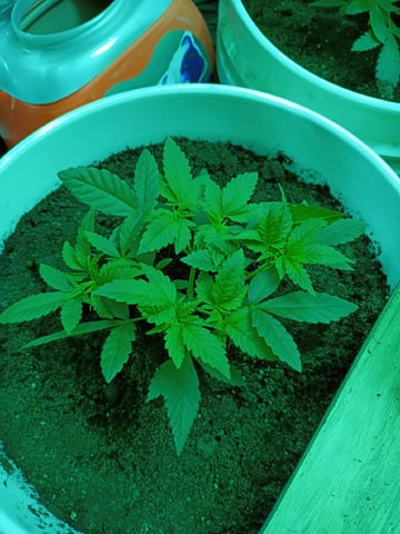 first grow