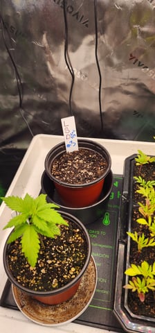 Here We Grow... — seedling_rooting, day 20