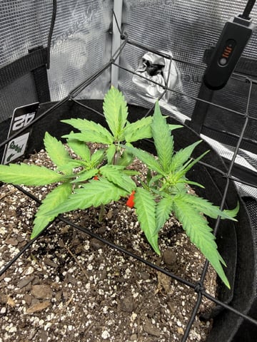 Gorilla Cookies — 1st Grow — vegetative, day 39