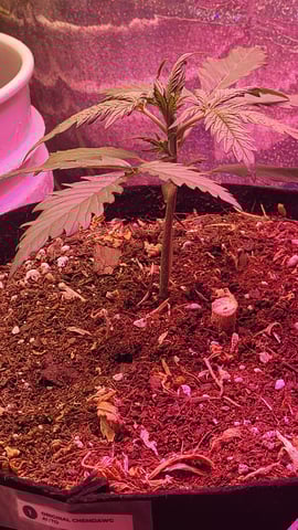 Third Grow ever, FastBuds Autos. — vegetative, day 1