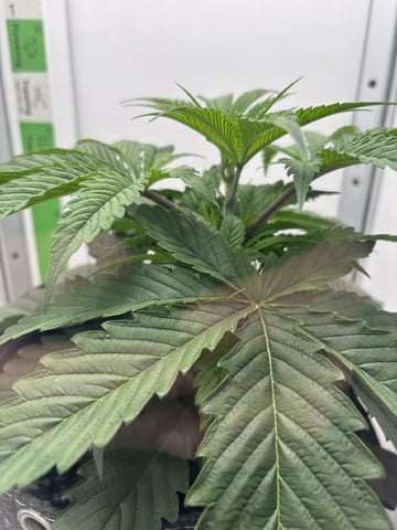Blue Dream — vegetative, day 28