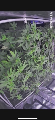 grow 4 — flower, day 56