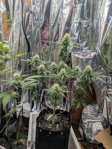 Zkittlez (Auto) — flower, day 76