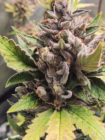 Another round of Mephisto Genetics from Schoolyard Crush and Do-si-delirium drops. — flower, day 77