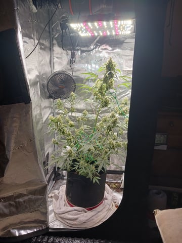 black gorilla feminized — flower, day 19