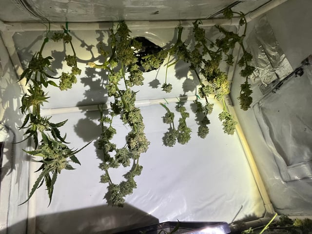 Random seed  — harvest, day 4