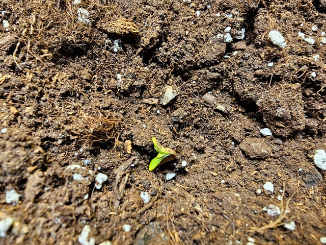 skywalker haze — grow_setup, day 1