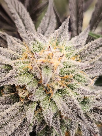 Rings of Saturn & Ghostboosters - Apollo Haze Artisanal Line — flower, day 74