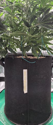August Grow — flower, day 52