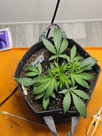 Mango Runtz — seedling_rooting, day 33