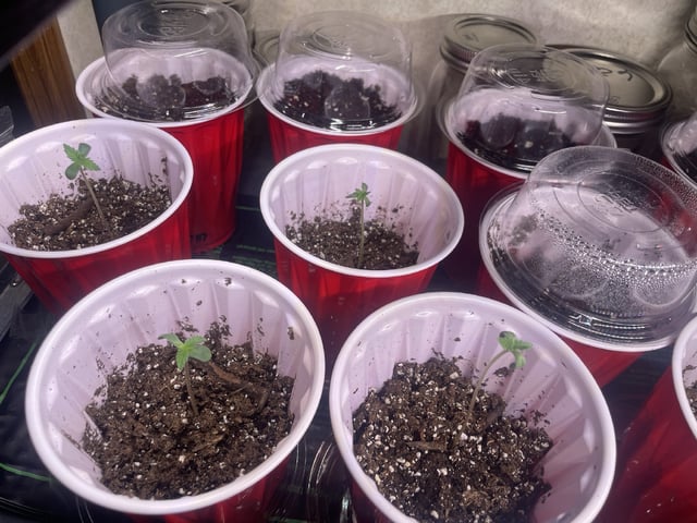Banana Blaze  — seedling_rooting, day 10