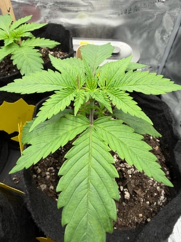 First Grow.. How am I doing? — seedling_rooting, day 19